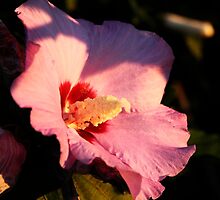 Pink Kisses by Jessica Mullins-Hunter