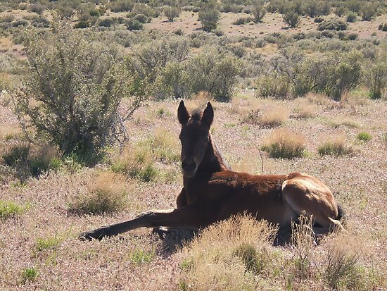 cold creek nevada