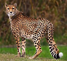 Cheetah - Taronga Western Plains Zoo Dubbo by Darren Stones