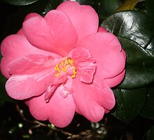 Stunning Camellia by pinetrees