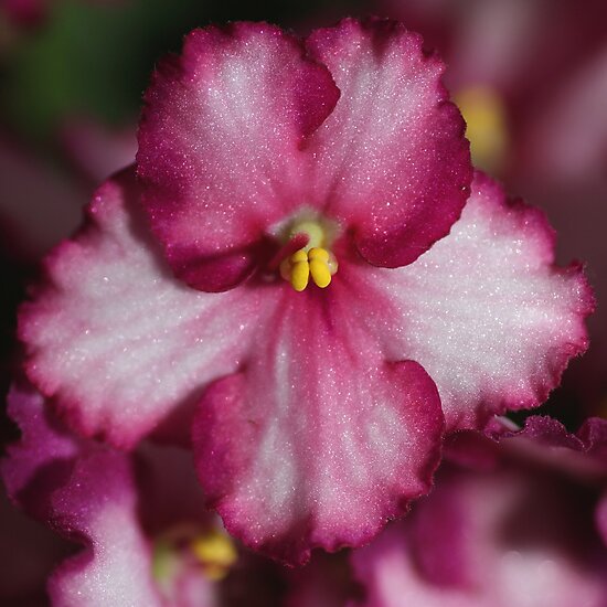 "Dark Pinkyred African Violets " by CaroleAnne Redbubble