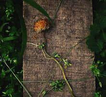 Born to die by Arta Krasniqi