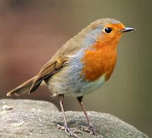 Robin (Erithacus rubecula) by webbo