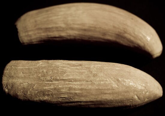 "Sperm whale teeth Fiji origin relic ivory" by harper white | Redbubble