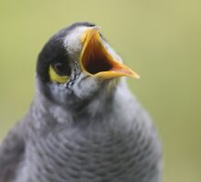 The self elected sheriff, the Noisy Miner by chrisking7