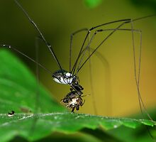 harvestman having meal by davvi