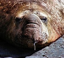 "A Face Only a Mother Could Love." Male Southern Elephant Seal by Carole-Anne