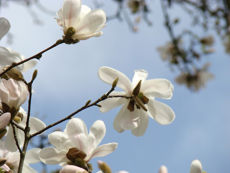 quot white magnolia flower tree art prints spring quot by basleeartprints redbubble quot white magnolia flower tree art prints spring quot by basleeartprints redbubble