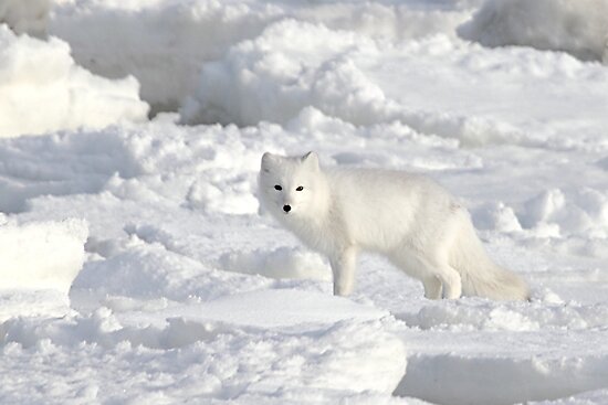 Arctic Tundra Fox