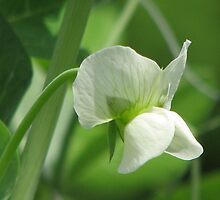 Pea Flower by Kathi Arnell