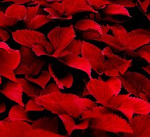 Knee Deep In the Red by Wviolet28