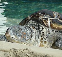 Napping Turtle by CJKustoms