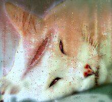 Beautiful Dreamer by Scott Mitchell