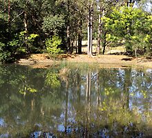 Wattle Reflections (out West Cambe. way) by Lunaria