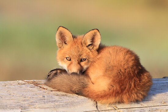tired fox