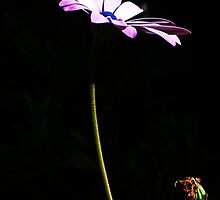 Hidden Beauty by Donna Keevers Driver