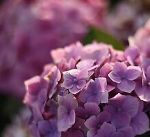Experimenting With Macro Photography by cavan michaelides