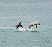 Synchronized Swimming by Julia Harwood
