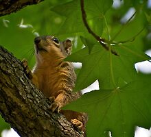 What was that sound below? I've got to check it out! by Ann Reece