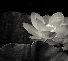 In Between my Dreams by Johanne Brunet