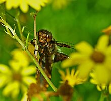 Female Broad-bodied chaser by Russell Couch
