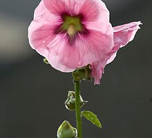 Holly hock in summer sunshine. by sandyprints