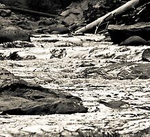 Salmon River Rapids by Dory Breaux