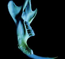 ghost in the bone by marysia wojtaszek