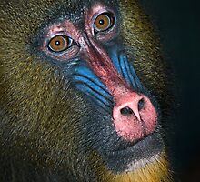 Mandrill's Portrait by Henry Jager
