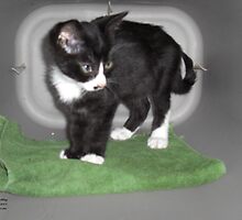 Magic Carpet Kitten by Dayonda