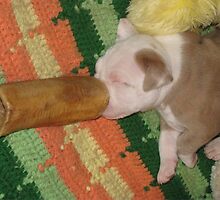 Delicious Dreams by Ginny York