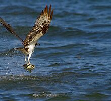 SUCCESSFUL by Sandy Stewart