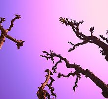 Defying Gravity by AIM TO BE AIMLESS