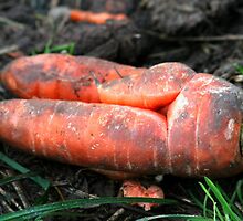 Unearthed Carrot by AnnDixon