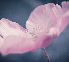 Nella Notte by ♛ VIAINA
