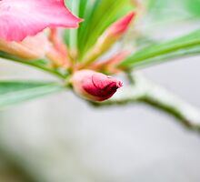 Hello my friend, finally I am back from the surgery case at the hospital and badly miss you all, thank you for all praise encourage, I appreciate:) ... by Kornrawiee