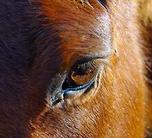 Fading Hope by Jessica Hooper