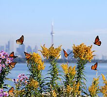 Migration Dance Of The Monarch! by NewfieKeith
