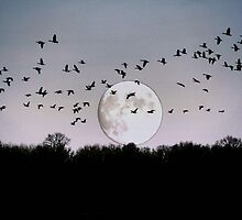 Guided by the Moon by Larry Trupp