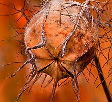 Nigella Embers by Sarah-fiona Helme
