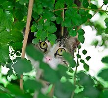 Hunting cat by Michael Goyberg
