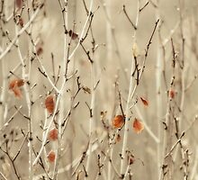 coppice by Priska Wettstein