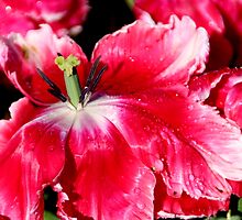 Spring Has Sprung - Inside Out by Sally Haldane