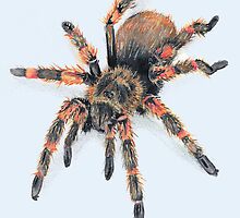 Mexican Red Knee Tarantula by Pete Janes