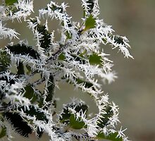 Christmas Holly by sandyprints