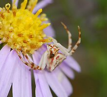 crad spider by davvi