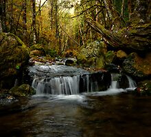 A Thought For You by Charles & Patricia Harkins ~ Picture Oregon