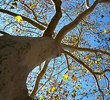 Sycamore Tree by dge357