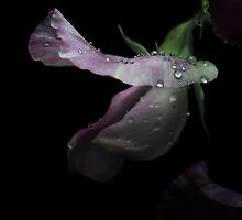 Sweet Pea with rain Drops by EbyArts