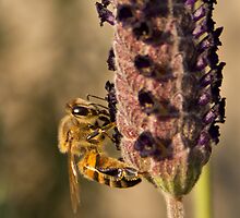Bee happy, work never ends. by Oupoot